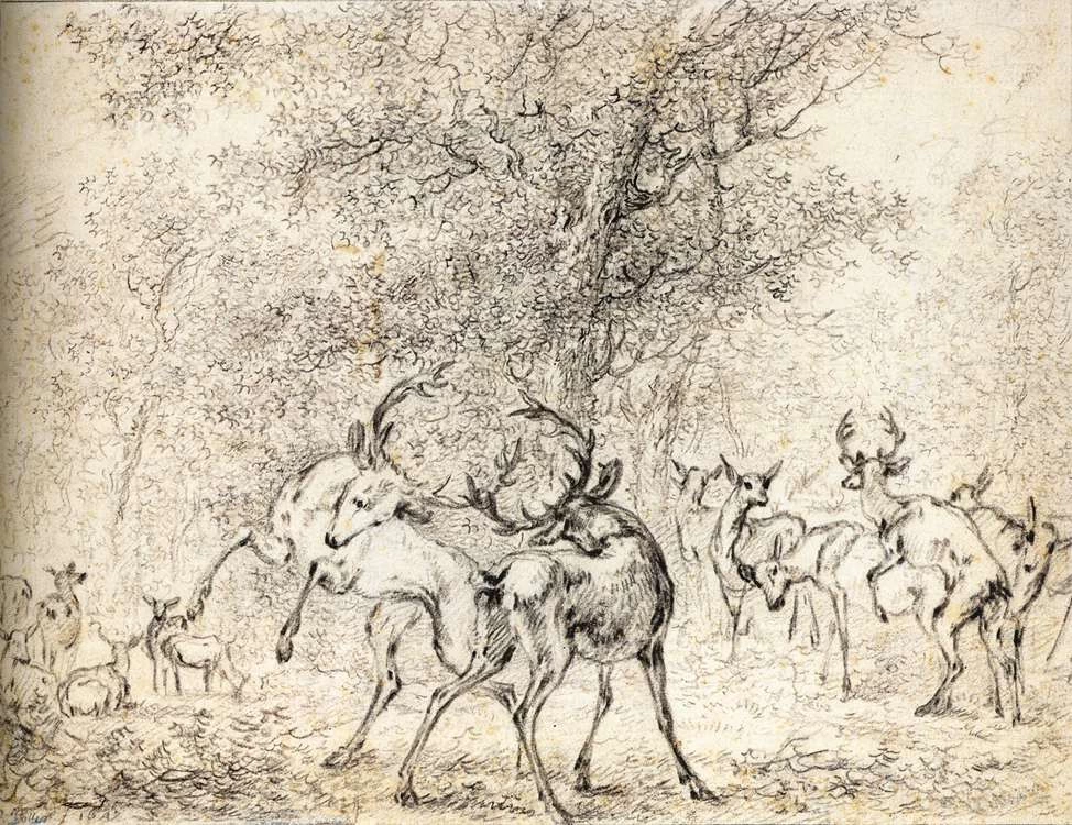 Cervo nel bosco - Rijksmuseum Amsterdam